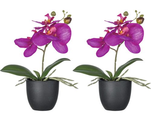 Deux orchidées en pot avec des fleurs