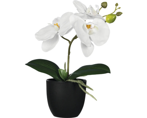 Orchidée décorative avec des fleurs blanches dans un pot noir