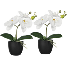 Deux orchidées blanches dans des pots noirs