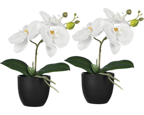 Deux orchidées blanches dans des pots noirs