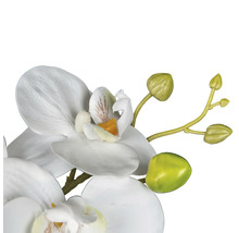 Nahaufnahme einer weißen Orchidee mit Knospen