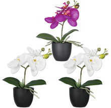 Drei Orchideen in Töpfen, zwei weisse und eine violette Kunstblume