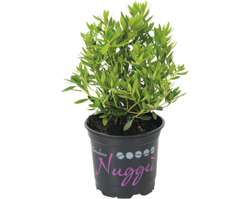 Rhododendron nain FloraSelf alternative au buis Rhododendron micranthum 'Nugget® by Bloombux' h 5-10 cm p 11 cm