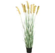 Herbe de pampa décorative en pot pour l''intérieur