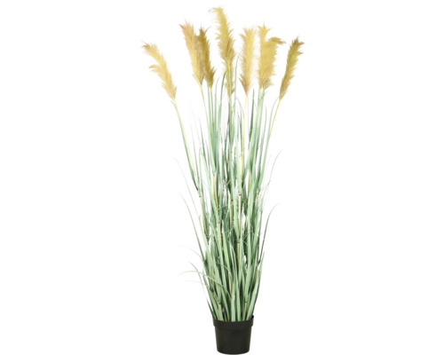 Herbe de pampa décorative en pot pour l''intérieur