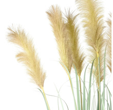 Herbe de la pampa avec tiges et plumeaux