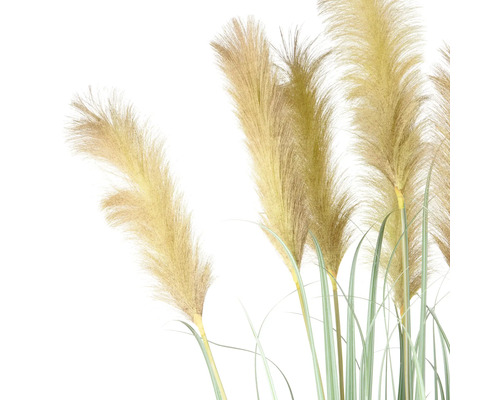 Herbe de la pampa avec tiges et plumeaux