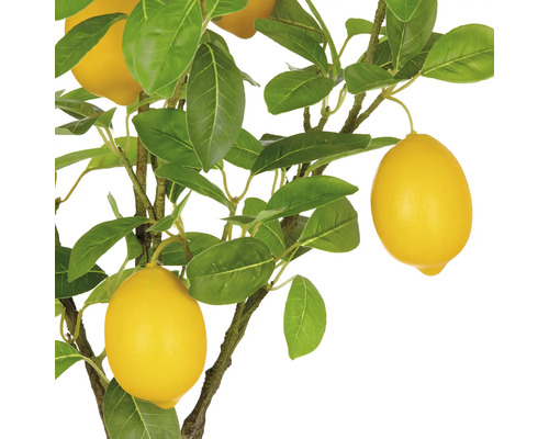 Zitronenbaum mit Blättern und Früchten