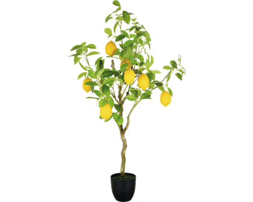 Zitronenbaum im Topf mit Blättern und Früchten