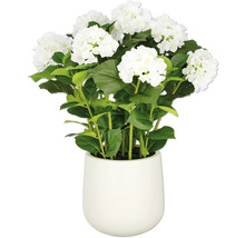 Weisse Hortensie im Topf als Dekoration