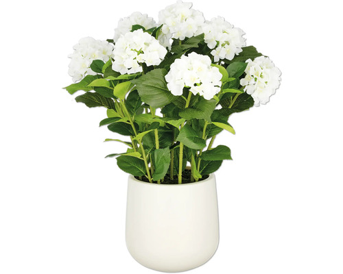 Weisse Hortensie im Topf als Dekoration