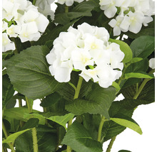 Künstliche Hortensienblüten mit grünen Blättern