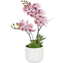 Dekorative Orchidee in einem Topf