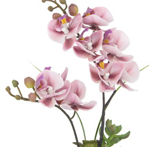 Dekorative rosa Orchidee für den Innenbereich