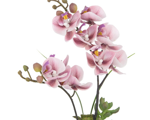 Dekorative rosa Orchidee für den Innenbereich