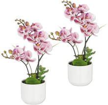 Zwei dekorative Orchideen in Töpfen