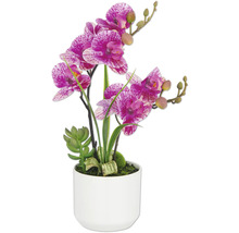 Orchidée artificielle avec succulente en pot