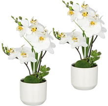Zwei weisse Orchideen in Keramiktöpfen als dekoratives Element