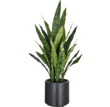 Sansevieria in schwarzem Topf