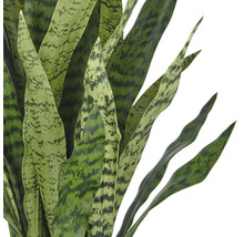 Detailaufnahme einer Sansevieria Pflanze mit langen, spitz zulaufenden Blättern