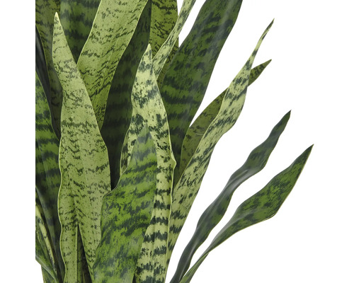 Detailaufnahme einer Sansevieria Pflanze mit langen, spitz zulaufenden Blättern