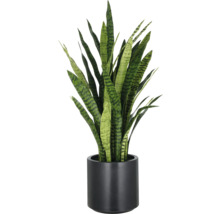 Sansevieria Pflanze im Topf