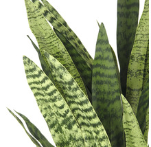 Nahaufnahme einer Sansevieria Pflanze mit grün gemusterten Blättern