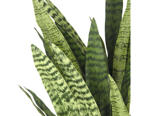 Nahaufnahme einer Sansevieria Pflanze mit grün gemusterten Blättern