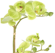 Künstliche Orchidee mit grünen Blüten und Knospen