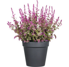 Plante de coléus en pot avec des fleurs violettes