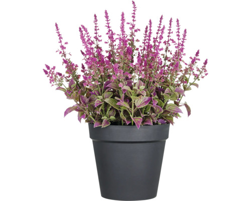 Plante de coléus en pot avec des fleurs violettes