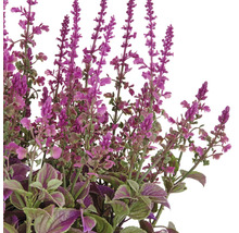 Plante artificielle décorative avec des fleurs violettes et des feuilles vertes.