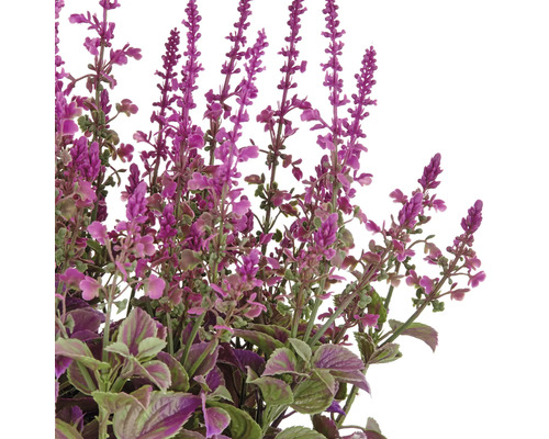 Plante artificielle décorative avec des fleurs violettes et des feuilles vertes.