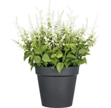 Salbei in einem Topf