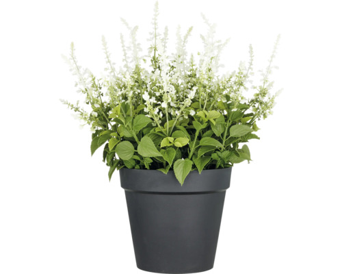 Kunstpflanze Ziersalbei H 65 cm weiss Salbei in einem Topf