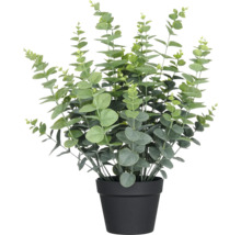 Plante d''eucalyptus dans un pot noir