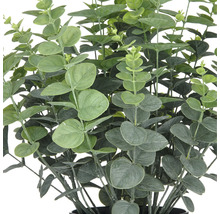 Plante d''eucalyptus avec des feuilles rondes