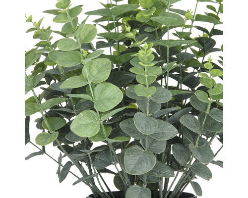 Plante d''eucalyptus avec des feuilles rondes