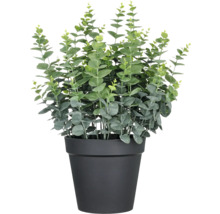 Plante d''eucalyptus en pot
