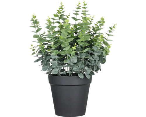 Plante artificielle eucalyptus gunnii h 70 cm vert Plante d''eucalyptus en pot