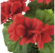 Gros plan de fleurs de géranium rouges avec des feuilles vertes.