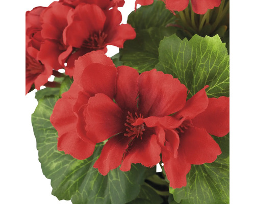 Gros plan de fleurs de géranium rouges avec des feuilles vertes.