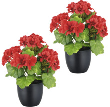 Deux géraniums rouges dans des pots noirs