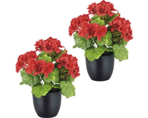 Deux géraniums rouges dans des pots noirs