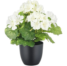 Géranium artificiel dans un pot noir
