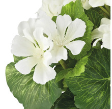 Géranium artificiel avec des fleurs blanches et des feuilles vertes