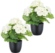 Deux géraniums blancs dans des pots noirs