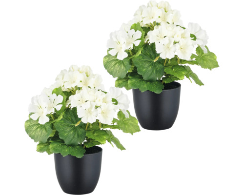 Deux géraniums blancs dans des pots noirs