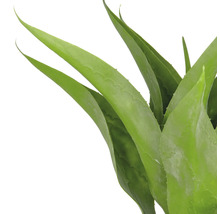 Aloe Vera Pflanze mit grünen Blättern