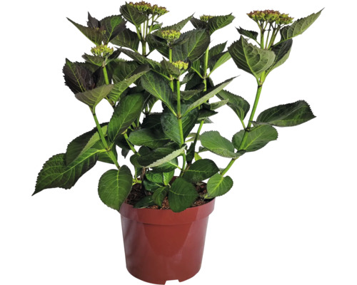 Hortensie in einem Topf